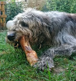 Dog lying on grass