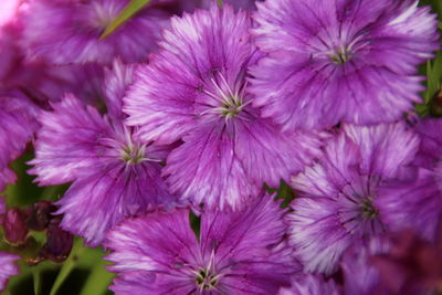 Close-up of pink flowering plants