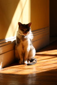 Cat sitting on wood at home