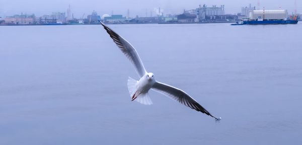 Seagull flying over sea