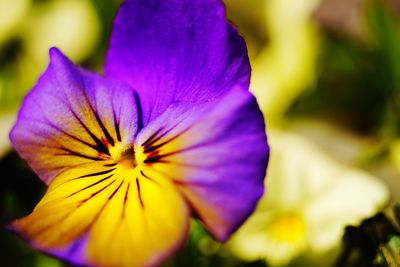 Close-up of purple flower blooming outdoors