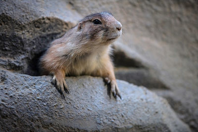 Close-up of prairie dog on rock
