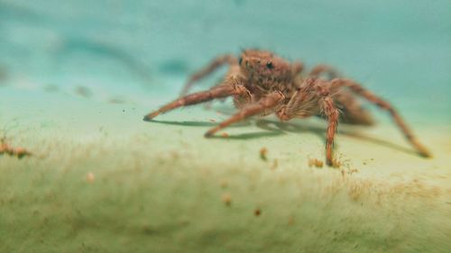 Close-up of spider