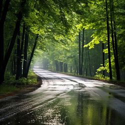 Road amidst trees in forest