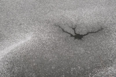 High angle view of crocodile in winter