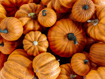 Pile of orange pumpkins in different size shot from above