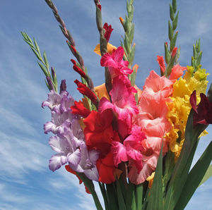 Low angle view of pink flowering plants against sky