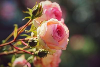 Close-up of pink rose