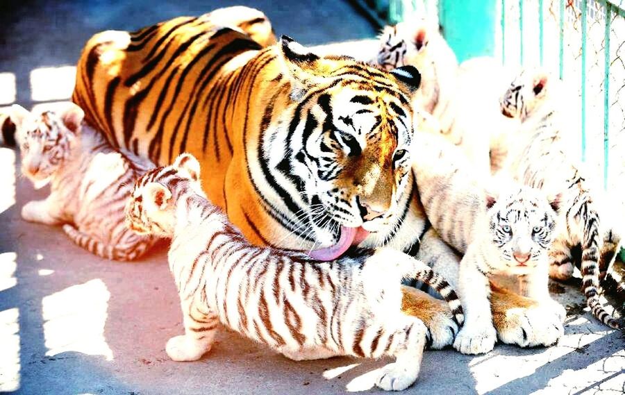 animal themes, animals in the wild, wildlife, one animal, animal representation, animals in captivity, indoors, zoo, bird, animal markings, no people, relaxation, high angle view, two animals, day, art, close-up, art and craft, creativity