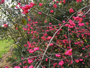 Close-up of red berries on tree