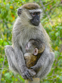 Close-up of monkey