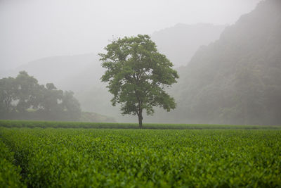 Trees on field against sky