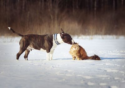 Dog and cat  on snow covered land