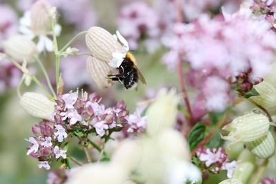 Close-up of bumblebee on purple flower