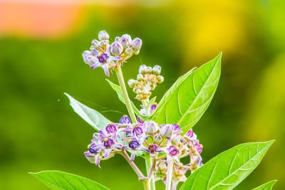 Close-up of purple flowering plant