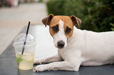 Close-up of dog