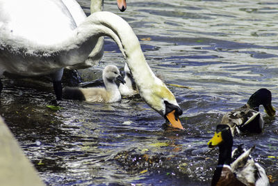 Swans swimming in lake