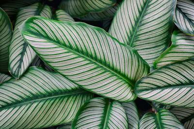 Dark green leaves pattern background beautiful leaf pattern for wallpaper and backdrop.