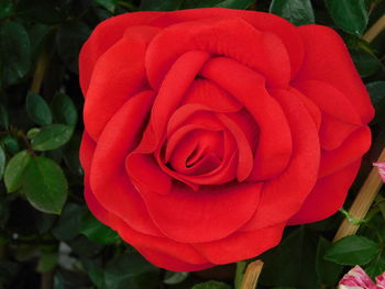 Close-up of red rose blooming outdoors