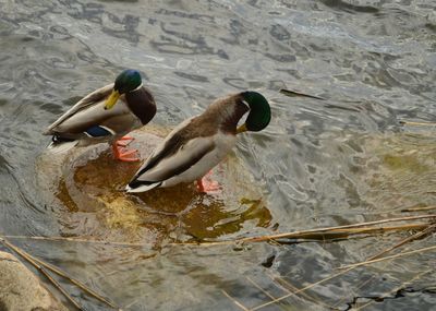 High angle view of duck swimming in water