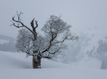 Bare tree on snow covered landscape against clear sky