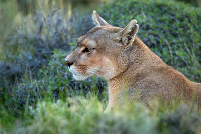 Close-up of lioness