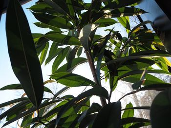 Low angle view of leaves against sky