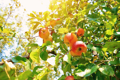 Low angle view of fruits on tree