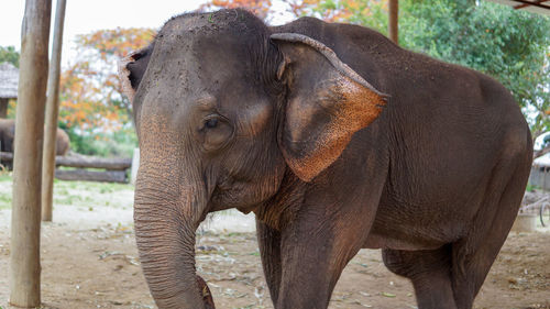 Close-up of elephant in a reserve park