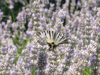 Lavender growing on a field with a butterfly in background