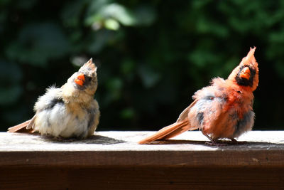 Baby cardinals sitting on wood