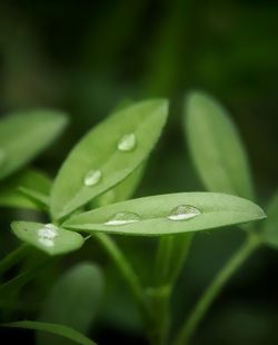 Close-up of water drops on leaf