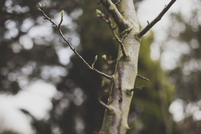 Close-up of branch