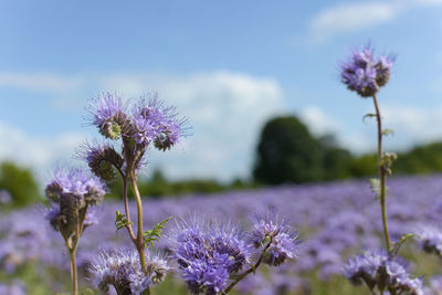 Close-up of purple flowering plant on field