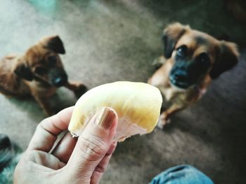 Midsection of person holding small dog