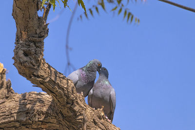 Kissing a couple of pigeon birds sitting on a neem tree, the way animals express love