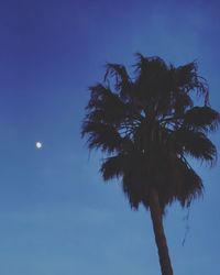 Low angle view of palm trees against blue sky