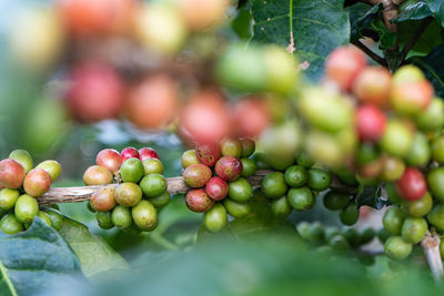 Coffee beans ripening on tree in north of thailand