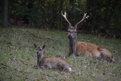 Deer relaxing on field