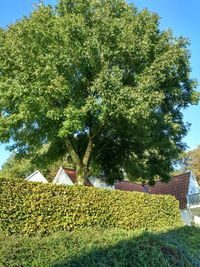 Close-up of tree against sky