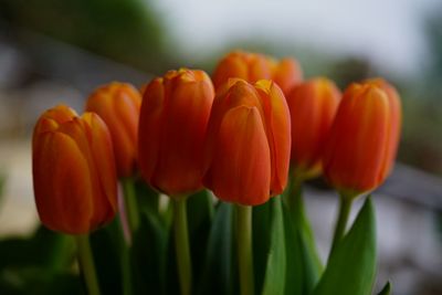 Close-up of orange flowers blooming outdoors