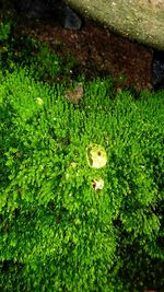 Close-up of green plants in water