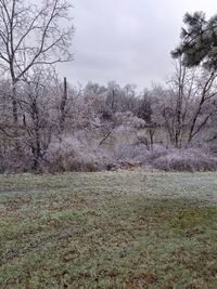 Bare trees on field against sky