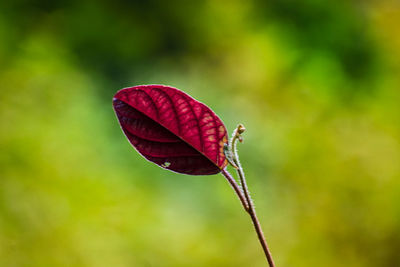 Close-up of red flower