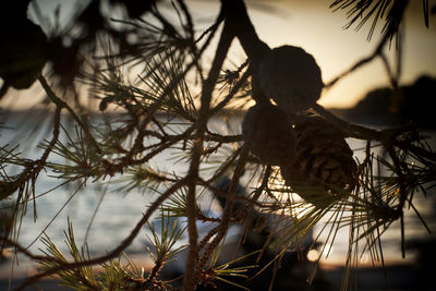 Close-up of silhouette bird on branch against sky