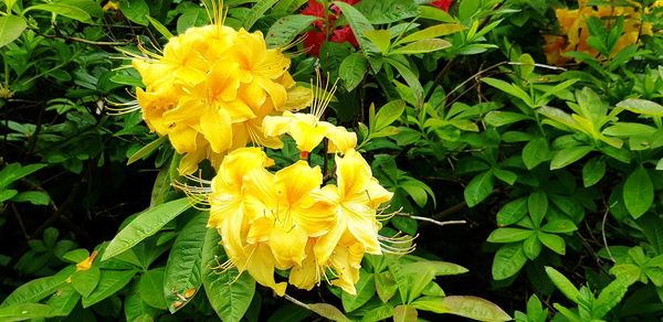 Close-up of yellow flowering plant
