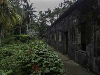 Footpath amidst trees and building against sky