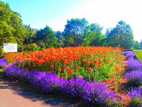 flower, growth, beauty in nature, freshness, nature, field, fragility, abundance, plant, tree, multi colored, tranquil scene, tranquility, flowerbed, blooming, landscape, clear sky, blossom, scenics, blue