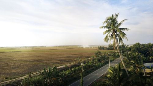 Palm trees on field against sky