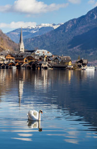 Swan swimming on lake